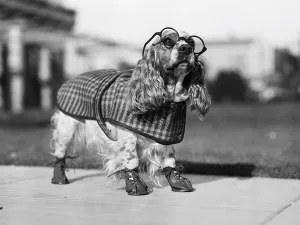 Chic Cocker Spaniel